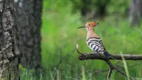 Zwierzęta i ptaki na zdjęciach z szuflady, 2023 rok - zdjęcie 35