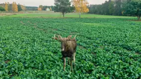 Zwierzęta i ptaki na zdjęciach z szuflady, 2023 rok - zdjęcie 29