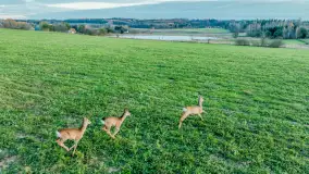 Zwierzęta i ptaki na zdjęciach z szuflady, 2023 rok - zdjęcie 37