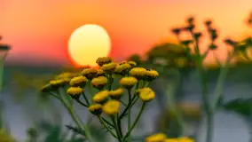 Zachód słońca na wschodnich obrzeżach Kętrzyna, sierpień 2023 r. - zdjęcie 27