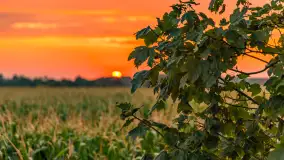 Zachód słońca na wschodnich obrzeżach Kętrzyna, sierpień 2023 r. - zdjęcie 6