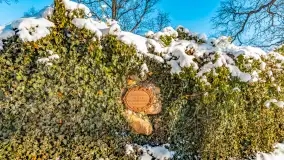 Zamek Krzyżacki, a teraz kościół w Bezławkach w zimowej scenerii, styczeń 2024 r. - zdjęcie 11