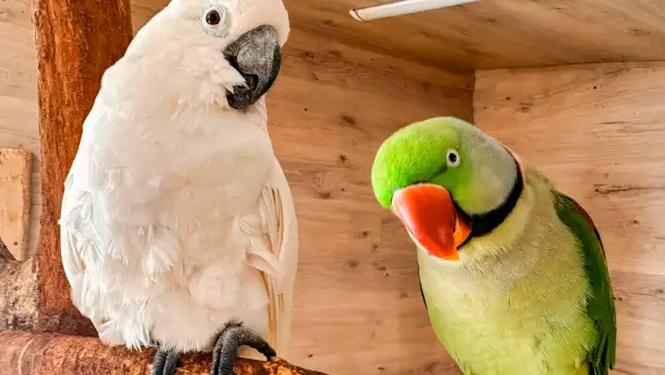 Zdjęcia: Odkryj Niezwykłe Zimowe Ferie w Papugarni Mazury! - zdjęcie 6