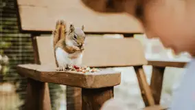 Zdjęcia: Odkryj Niezwykłe Zimowe Ferie w Papugarni Mazury! - zdjęcie 10