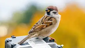 Redakcyjny karmnik sprawdził się zimą, styczeń 2024 r. - zdjęcie 16