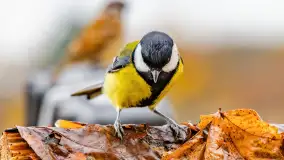 Redakcyjny karmnik sprawdził się zimą, styczeń 2024 r. - zdjęcie 12