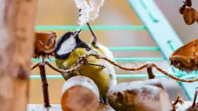 Redakcyjny karmnik sprawdził się zimą, styczeń 2024 r. - zdjęcie 14