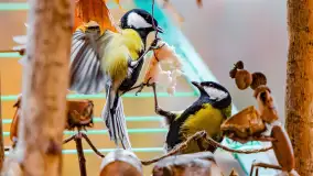 Redakcyjny karmnik sprawdził się zimą, styczeń 2024 r. - zdjęcie 1