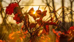 Wschód słońca z resztkami zimy nad jeziorem Siercze, styczeń 2024 r. - zdjęcie 27