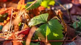 Wschód słońca nad jeziorem Wydmińskim, luty 2024 r. - zdjęcie 41