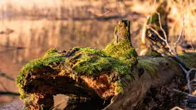 Zachód słońca w zatoce Skonał, nad jeziorem Tałty, marzec 2024 r. - zdjęcie 16