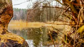 Mazurska przyroda w połowie marca 2024 r. - zdjęcie 2