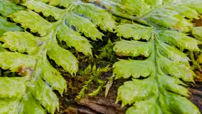 Mazurska przyroda w połowie marca 2024 r. - zdjęcie 25