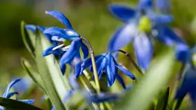 Mamy dowody na rozkwit wiosny na Mazurach, końcówka marca 2024 r. - zdjęcie 2