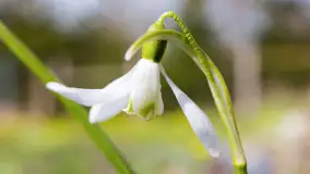 Mamy dowody na rozkwit wiosny na Mazurach, końcówka marca 2024 r. - zdjęcie 26