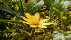 Mamy dowody na rozkwit wiosny na Mazurach, końcówka marca 2024 r. - zdjęcie 24