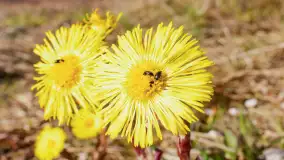 Mamy dowody na rozkwit wiosny na Mazurach, końcówka marca 2024 r. - zdjęcie 11