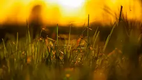 Wiosenne kadry o zachodzie słońca, koniec marca 2024 r. - zdjęcie 8