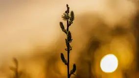 Wiosenne kadry o zachodzie słońca, koniec marca 2024 r. - zdjęcie 20