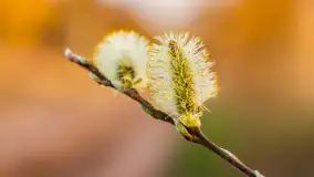 Wiosenne kadry o zachodzie słońca, koniec marca 2024 r. - zdjęcie 14