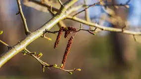 Wiosna i zachód słońca na półwyspie Kula, kwiecień 2024 r. - zdjęcie 28