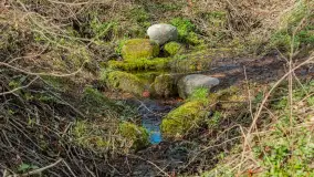 Wiosna i polana Wydra przy jeziorze Tyrkło, marzec 2024 r. - zdjęcie 23