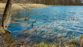 Wiosna i polana Wydra przy jeziorze Tyrkło, marzec 2024 r. - zdjęcie 28