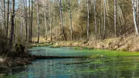 Śluza Leśniewo Górne na wiosennych ujęciach, marzec 2024 r. - zdjęcie 31