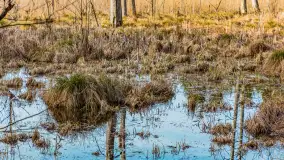 Wiosna nad niewielkim, mazurskim jeziorkiem, marzec 2024 r. - zdjęcie 21