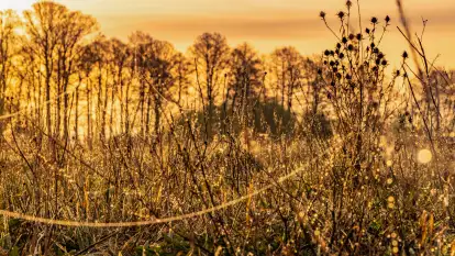 Mazurskie pajęczyny o wschodzie słońca nad jeziorem Dobskim