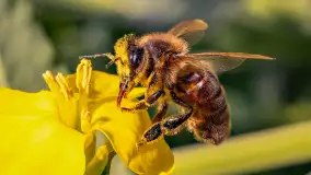 Mazury pełne żółtego koloru, pola rzepaku, maj 2024 r. - zdjęcie 26