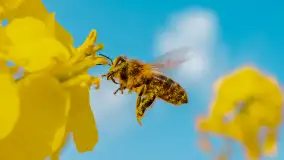 Mazury pełne żółtego koloru, pola rzepaku, maj 2024 r. - zdjęcie 10