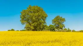 Mazury pełne żółtego koloru, pola rzepaku, maj 2024 r. - zdjęcie 7