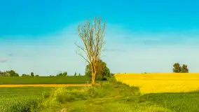 Mazury pełne żółtego koloru, pola rzepaku, maj 2024 r. - zdjęcie 22