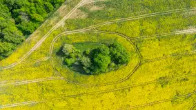 Rzepakowe pola widoczne z lotu ptaka, maj 2024 r. - zdjęcie 10