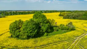 Rzepakowe pola widoczne z lotu ptaka, maj 2024 r. - zdjęcie 12