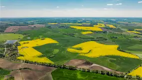 Rzepakowe pola widoczne z lotu ptaka, maj 2024 r. - zdjęcie 16