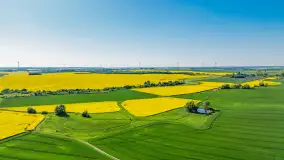 Rzepakowe pola widoczne z lotu ptaka, maj 2024 r. - zdjęcie 21