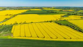 Rzepakowe pola widoczne z lotu ptaka, maj 2024 r. - zdjęcie 44