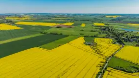 Rzepakowe pola widoczne z lotu ptaka, maj 2024 r. - zdjęcie 42