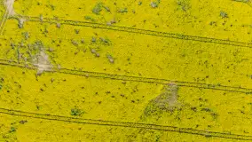 Rzepakowe pola widoczne z lotu ptaka, maj 2024 r. - zdjęcie 52