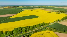 Rzepakowe pola widoczne z lotu ptaka, maj 2024 r. - zdjęcie 50