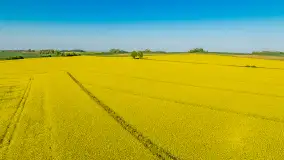 Rzepakowe pola widoczne z lotu ptaka, maj 2024 r. - zdjęcie 32