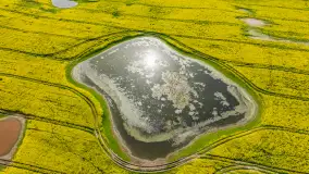 Rzepakowe pola widoczne z lotu ptaka, maj 2024 r. - zdjęcie 58