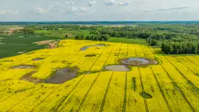 Rzepakowe pola widoczne z lotu ptaka, maj 2024 r. - zdjęcie 59