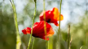 Czerwień mazurskich maków, czerwiec 2024 r. - zdjęcie 14