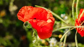 Czerwień mazurskich maków, czerwiec 2024 r. - zdjęcie 21