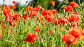 Czerwień mazurskich maków, czerwiec 2024 r. - zdjęcie 25