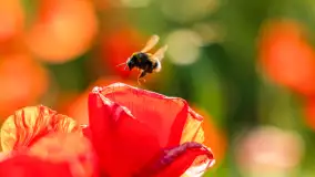 Czerwień mazurskich maków, czerwiec 2024 r. - zdjęcie 3