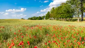 Czerwień mazurskich maków, czerwiec 2024 r. - zdjęcie 1